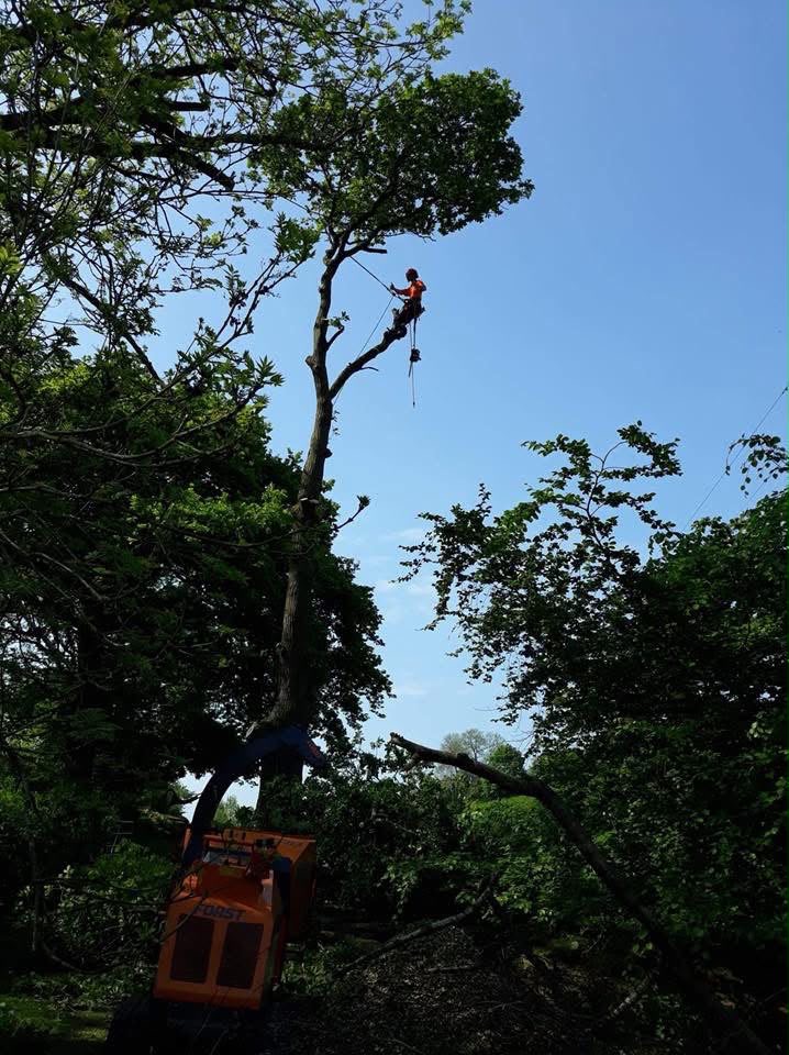 Craig climbing a tall tree with the wood chipper below