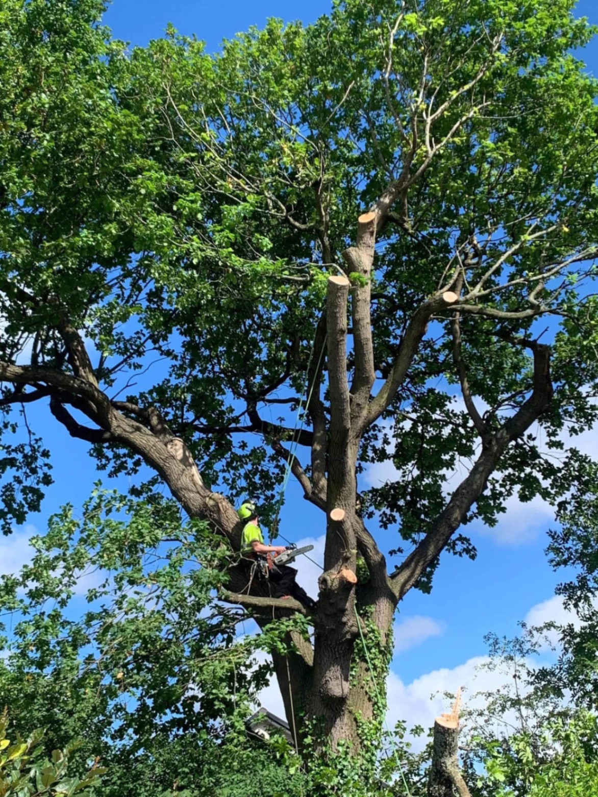 Craig crown reducing a mature oak in hi-vis