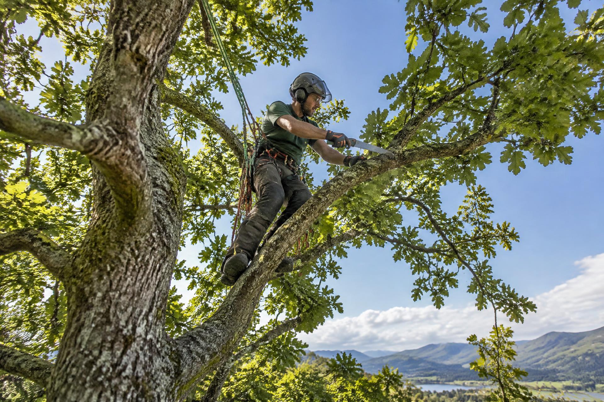 Arborist secured in a harness pruning a tree in North Wales